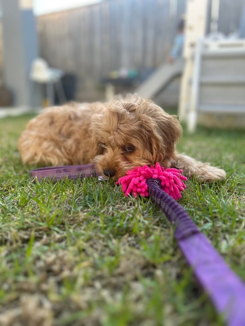 Cavoodle playing with PK9 Gear tug toy