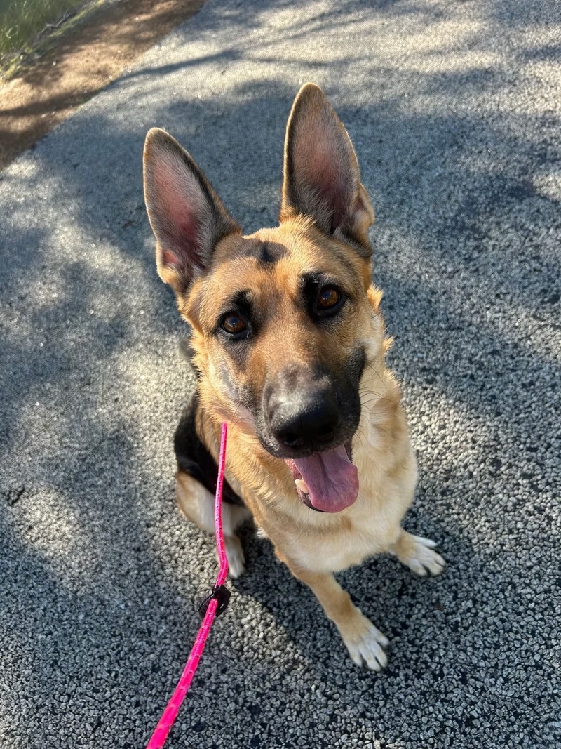 German Shepherd with PK9 Gear slip lead