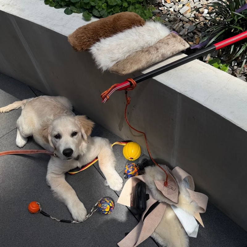 Golden Retriever puppy with PK9 Gear toys