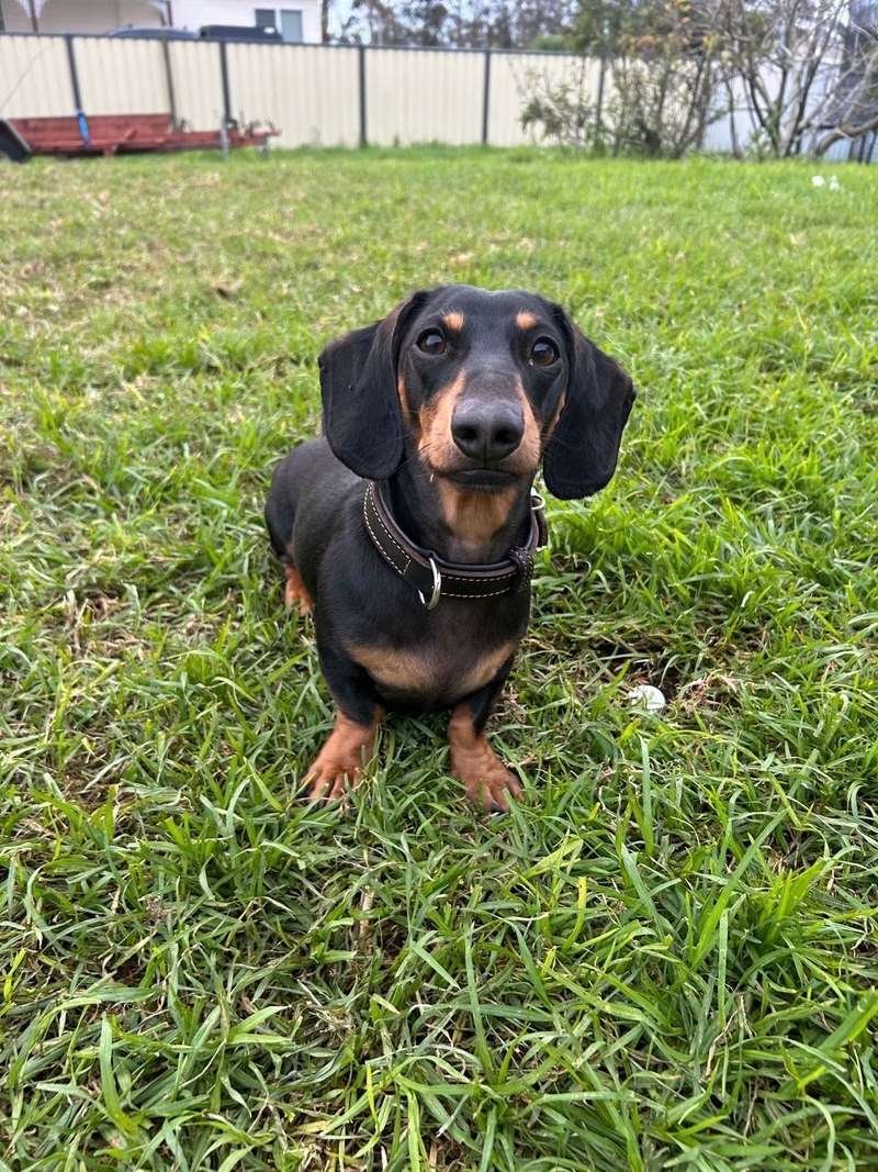 Mini dachshund wearing PK9 Gear leather collar