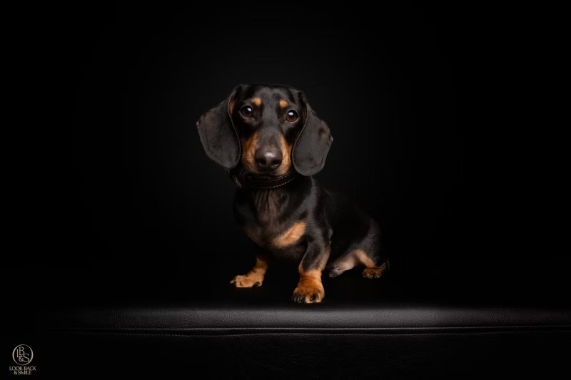 Mini dachshund with PK9 Gear leather collar close-up