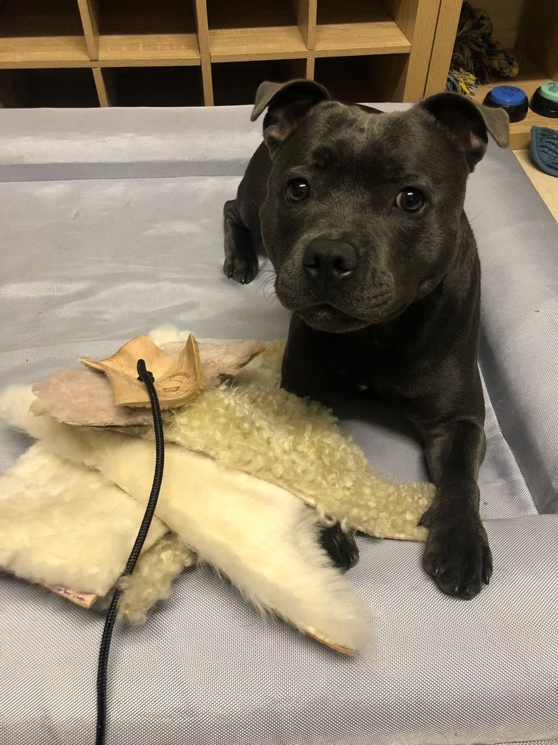 English Staffy with PK9 Gear flirt pole