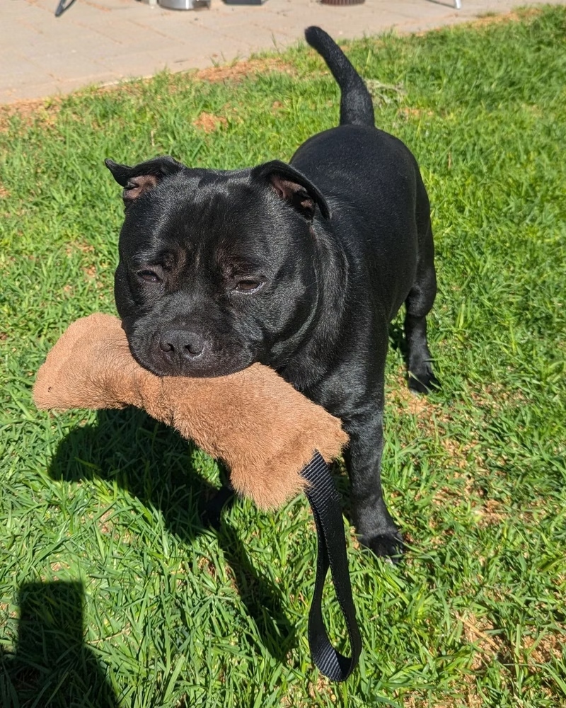 English Staffy with PK9 Gear tug toy