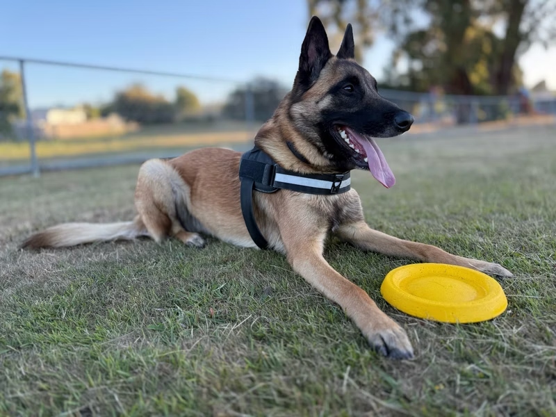 Dog training with PK9 Gear