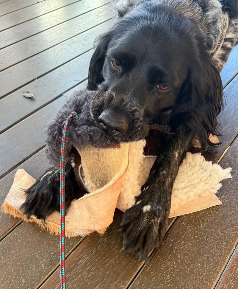 Spaniel with PK9 Gear flirt pole